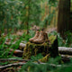Danner Men's Trail Trainer 4" Waterproof Hike Boot - Coyote - 65456 - Overlook Boots